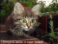 _Frontovik_